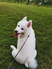 High angle view of dog sitting on field