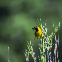 Close-up of lesser masked weaver perching on plant