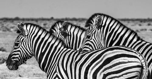 striped