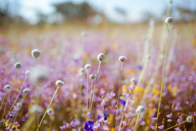 Meadow and colorful flowers in the forest