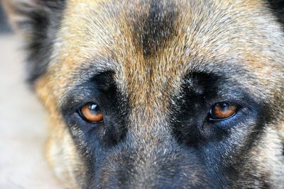 Close-up portrait of dog