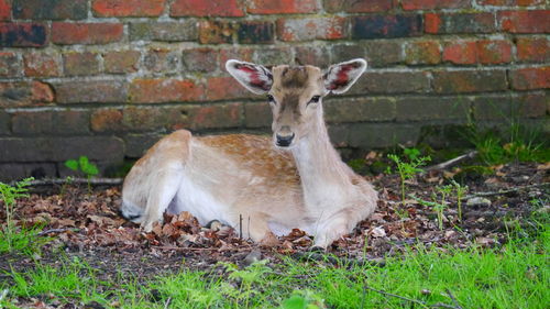 View of deer on land