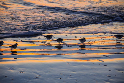 Birds swimming in lake during sunset