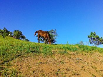 Animals on field against clear blue sky