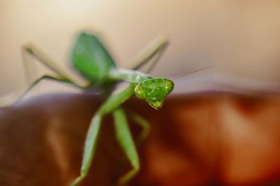 Close-up of insect on leaf