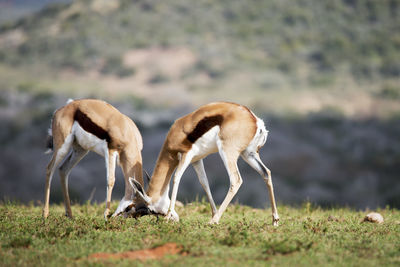 Deer fighting on field