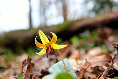 Close-up of yellow flowering plant