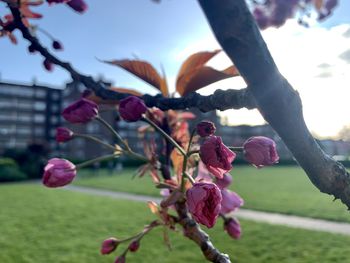 Close-up of pink cherry blossoms against sky