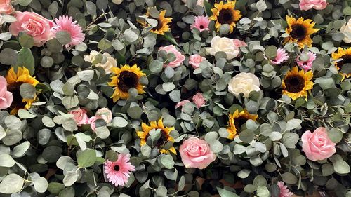 High angle view of multi colored flowering plants