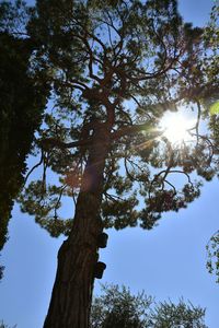 Low angle view of tree against clear sky