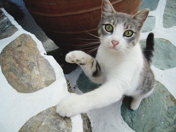 High angle portrait of cat sitting outdoors