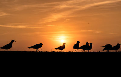 Silhouette birds on beach against sky during sunset