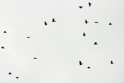 Low angle view of birds flying in sky