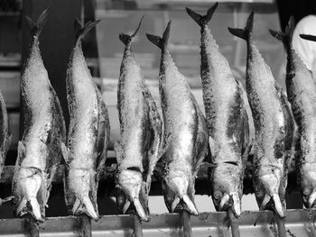 Close-up of fish for sale in market