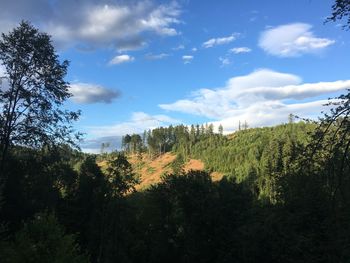 Plants growing on land against sky
