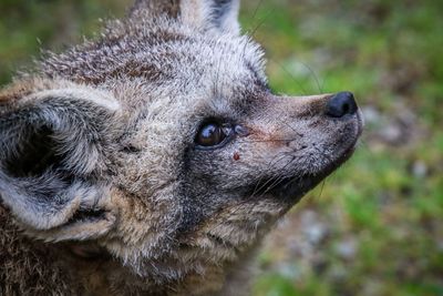 Close-up of a cat looking away