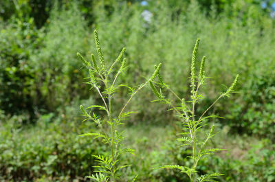 Close-up of fresh green plant in field