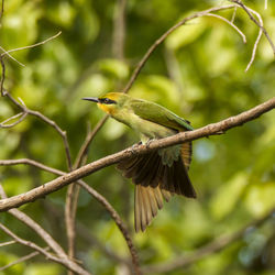 Bird perching on a branch