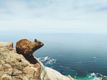 Hyrax on rock over sea against sky