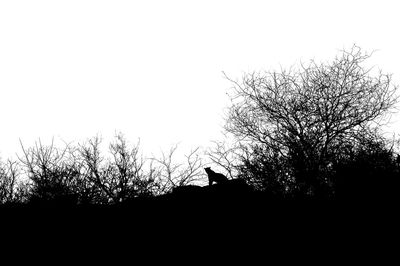 Low angle view of silhouette bare tree against sky