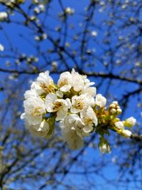Close-up of white cherry blossoms in spring