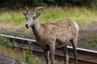 Portrait of deer standing outdoors