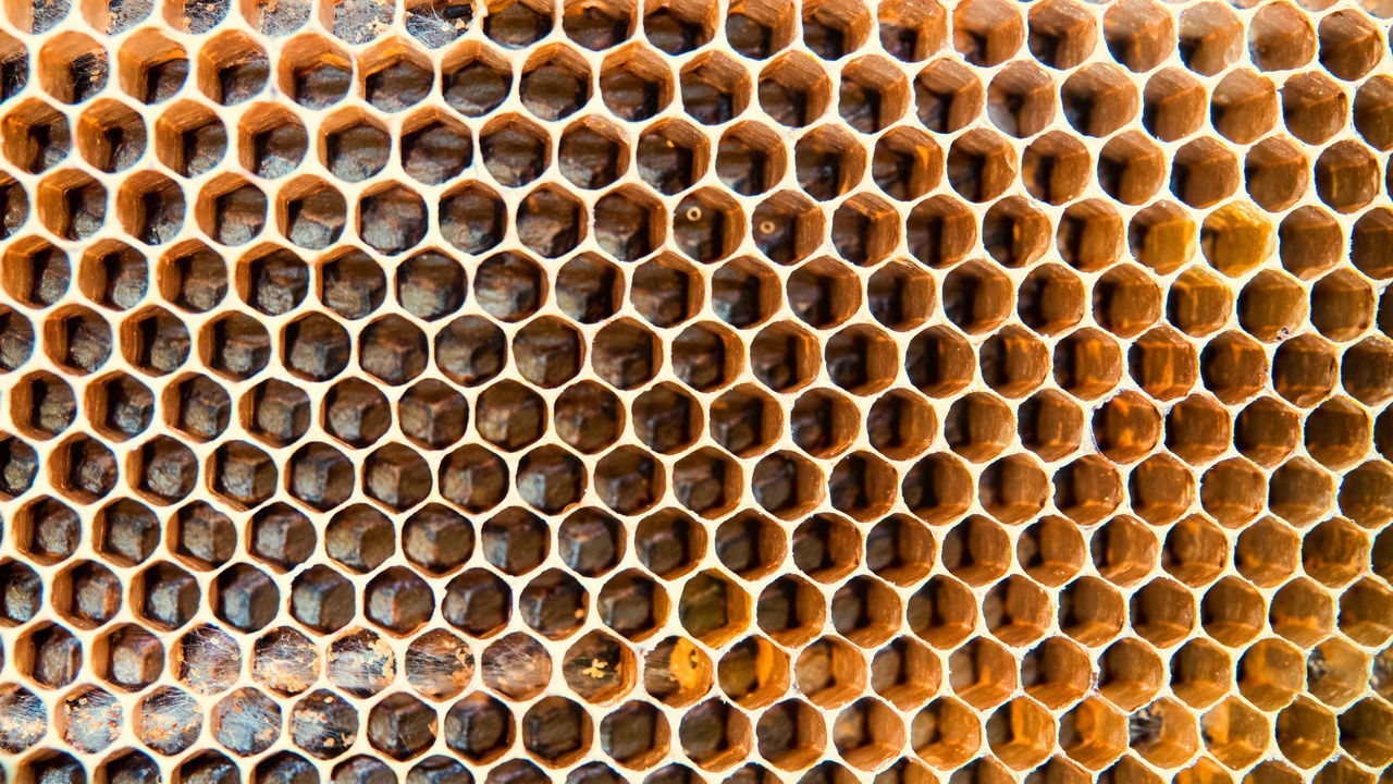 FULL FRAME SHOT OF BEE ON TILED FLOOR
