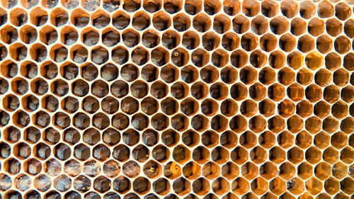 Close-up of bee on tiled floor