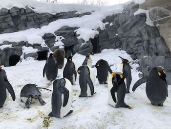 Penguins on snow