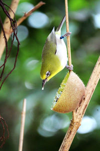 Small greenn bird eating a kiwi hangingupside down