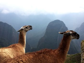View of an lamas on mountain