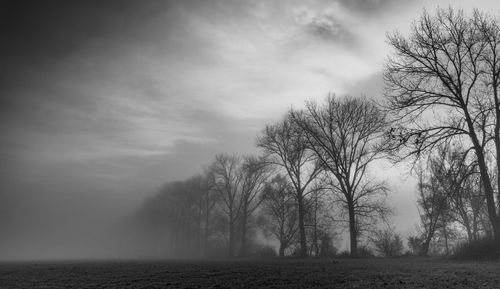 Black and white bare trees on field vanishing in the mist 