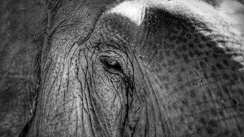 Close-up of elephant