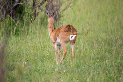 Deer standing on field