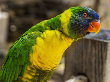 Close-up of parrot perching on wood