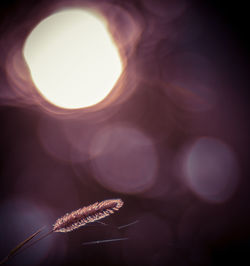 Close-up of illuminated plant against sky