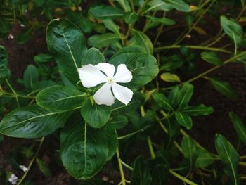 High angle view of white flowers blooming outdoors