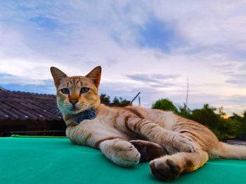 Portrait of a cat resting