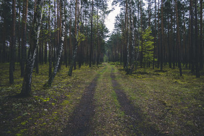 Trees in forest