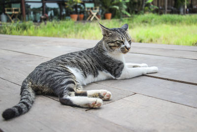 Portrait of a cat resting on tiled floor