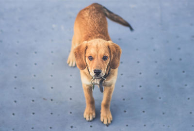 Portrait of dog standing on floor