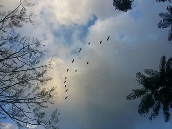 Low angle view of silhouette birds flying against sky