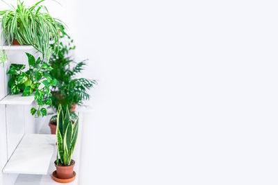 Close-up of potted plant against white background