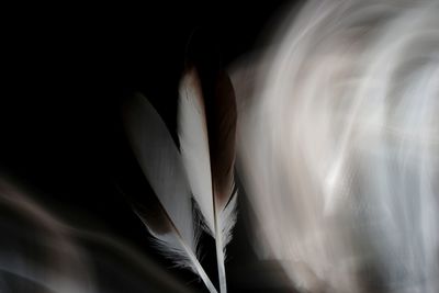 Close-up of feather against black background