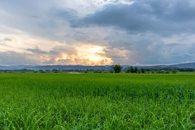 Scenic view of field against sky during sunset