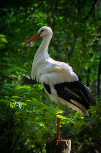 Close-up of bird perching on a tree