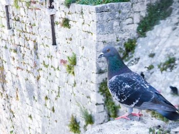 Low angle view of bird on wall