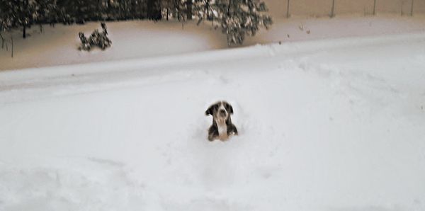 Dog standing on snow covered field