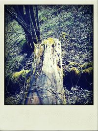 Plants growing on tree trunk