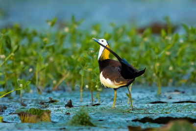 Close-up of bird in lake